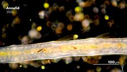 Flatworms Simple Wiggly Tubes Instructional Video