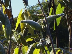 Otoño: video de evaluación Instructional Video