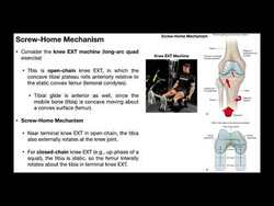 Screw-Home Mechanism of the Knee EXPLAINED Instructional Video