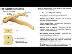 Typical vs Atypical Ribs EXPLAINED Instructional Video