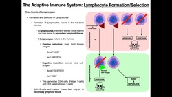 Clonal Selection EXPLAINED Instructional Video