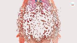 Do bones decompose? How long does it take for bones to decompose? Instructional Video