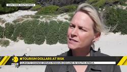Africa: Critical Food Scarcity Devastates Penguin Colonies News Clip