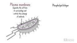 IB Biology: Cell Biology - Prokaryotic Cells Instructional Video