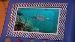 Animal Alphabet: C is for Cuttlefish Instructional Video