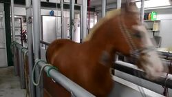 VOICED : Costa Rica apuesta a plasma equino para enfermos de covid-19 News Clip