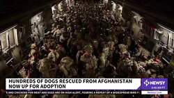 Hundreds Of Rescued Animals From Afghanistan Land In Canada News Clip