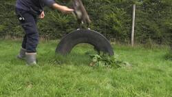 RSPCA voice fears over dogs following lockdown News Clip