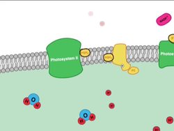 Photosynthesis: Light Dependent Reactions Instructional Video