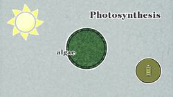 Ecosystems: What If Algae Were Removed from a Pond? Instructional Video