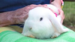 How to Set Up Rabbit Hutches & Cages Instructional Video