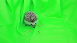 A cute hedgehog on green screen Stock Footage