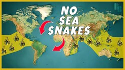 How Water Keeps Sea Snakes Out of the Atlantic Instructional Video