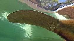 This Beaver Is Incredibly Busy Swimming and Having Fun! Instructional Video