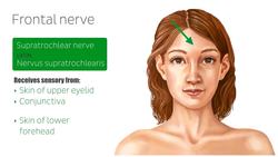 Ophthalmic nerve Instructional Video
