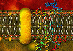 Diffusion Instructional Video