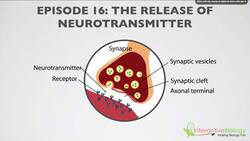 016 The Release of Neurotransmitter Instructional Video