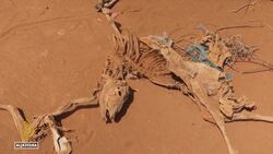 UN: Horn of Africa drought threatens to starve millions News Clip