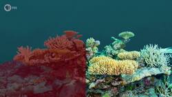 What Would Happen if ONE MILLION Species Went Extinct? Instructional Video