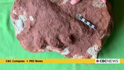 Islander unearths history by discovering 290-million-year-old fossil on P.E.I. shoreline News Clip