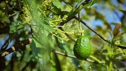 Bugs: The Unsung Heroes of Earth's Ecosystem Instructional Video