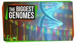 The Mystery of the Biggest Genomes Instructional Video