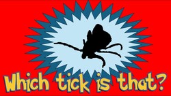 How to Create a Machine Learning Model That Can Identify Lyme-Disease Transmitting Ticks! Instructional Video