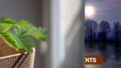 Why Do Touch-Me-Not (Mimosa Pudica) Leaves Close When Touched? Instructional Video