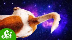 Cosmic Tails (That Aren’t From Comets) Instructional Video