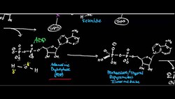 Selenophosphate Synthetase: Physiology, Biochemistry, and Mechanism Instructional Video