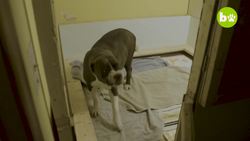 Hulk's Pitbull Puppies Fight For Survival Instructional Video