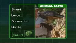 Down under Instructional Video