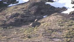 Glacier National Park - Grizzly Bear Research Instructional Video