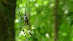 Why Are People Afraid of Spiders? Instructional Video