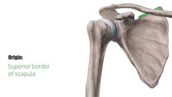 Omohyoid muscle Instructional Video