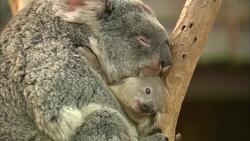 Nothing Like The Bond Between a Mother and Baby Koala! Instructional Video