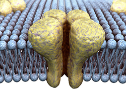 La membrana celular Instructional Video