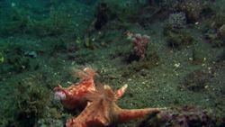 Animal Alphabet: N is for Nudibranch Instructional Video