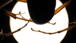 Legs of an Insect Stock Footage