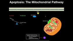 Apoptosis | The Mitochondrial Pathway Instructional Video