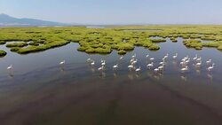 Flock of Flamingos Stock Footage