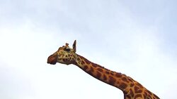giraffe in africa Stock Footage