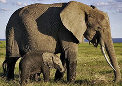 African Elephants Instructional Video