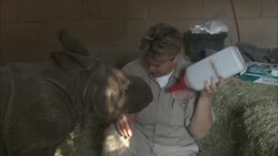Sometimes Moms Need A Little Help With Their Rhino Calves Instructional Video