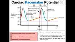 The Pacemaker Potential EXPLAINED Instructional Video