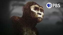 How Did Our Most Famous Ancestor Really Die? Instructional Video