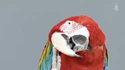 The plight of the green-winged macaw, beauty under threat Instructional Video