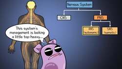 Nervous System Instructional Video