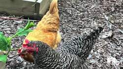 Eggonomics: Rising egg prices means big business for chicken rentals News Clip