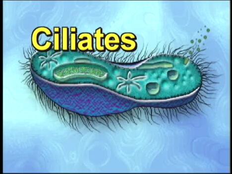 Protists: Ciliates and Zooflagellates